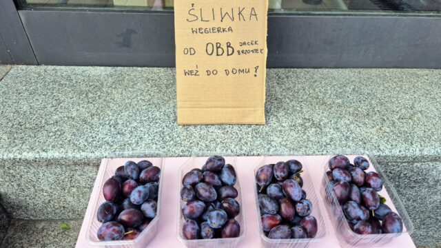 Śliwka węgierka z ogrodu – OBB dzieli się tym, co dobre